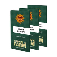 Barneys Farm - Orange Sherbert (5 Samen pro Packung)
