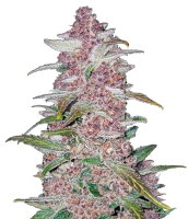 Fast Buds - Blackberry Automatic (5 Samen pro Packung)