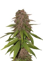 Fast Buds - C4 Automatic (5 Samen pro Packung)