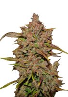 Fast Buds - Crystal Meth Automatic (5 Samen pro Packung)