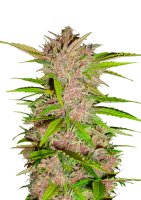 Fast Buds - Fastberry Automatic (5 Samen pro Packung)