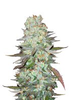 Fast Buds - G14 Automatic (5 Samen pro Packung)