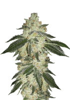 Fast Buds - Green Crack Automatic (5 Samen pro Packung)