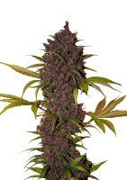 Fast Buds - LSD-25 Automatic (5 Samen pro Packung)