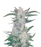 Fast Buds - Mexican Airlines Automatic (5 Samen pro Packung)