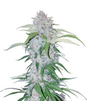 Fast Buds - Six Shooter Automatic (3 Samen pro Packung)